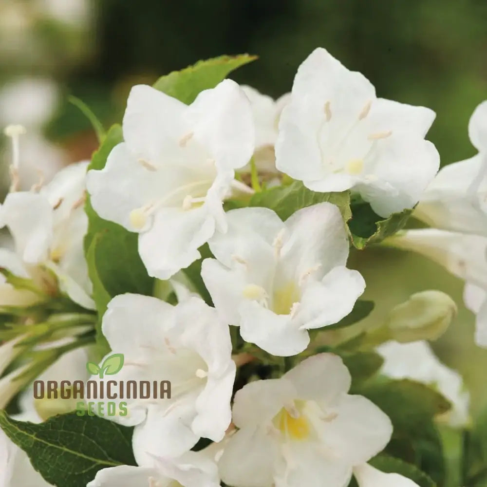 Weigela Florida ’Snowflake’ Seeds - Hardy Planting Instructions Included For Your Garden