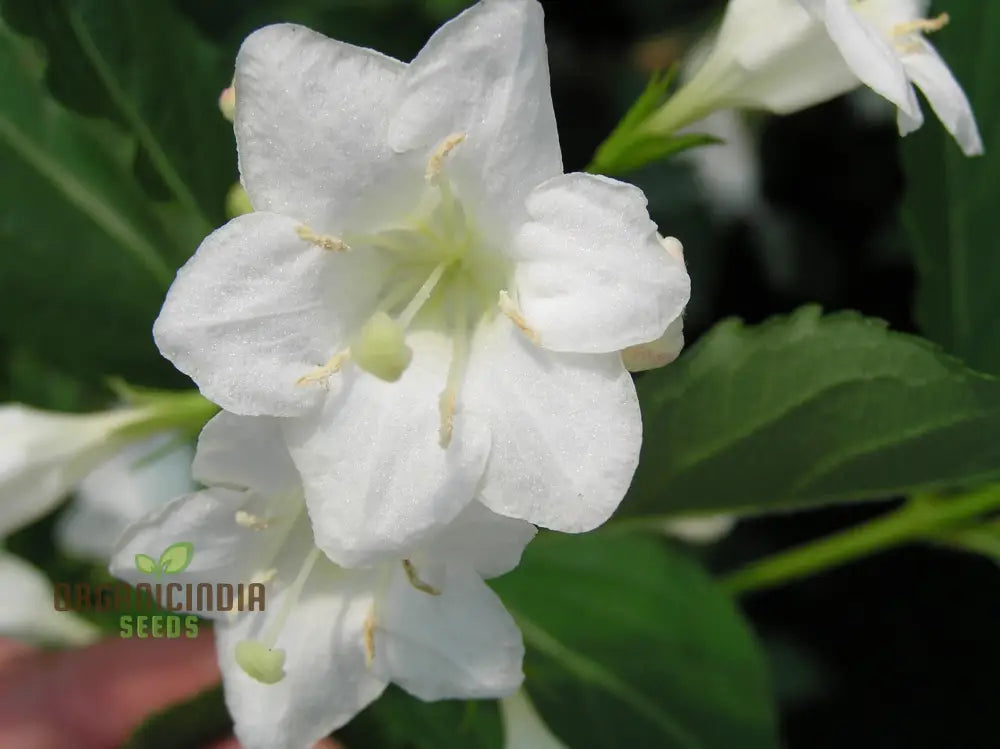 Weigela Florida ’Snowflake’ Seeds - Hardy Planting Instructions Included For Your Garden