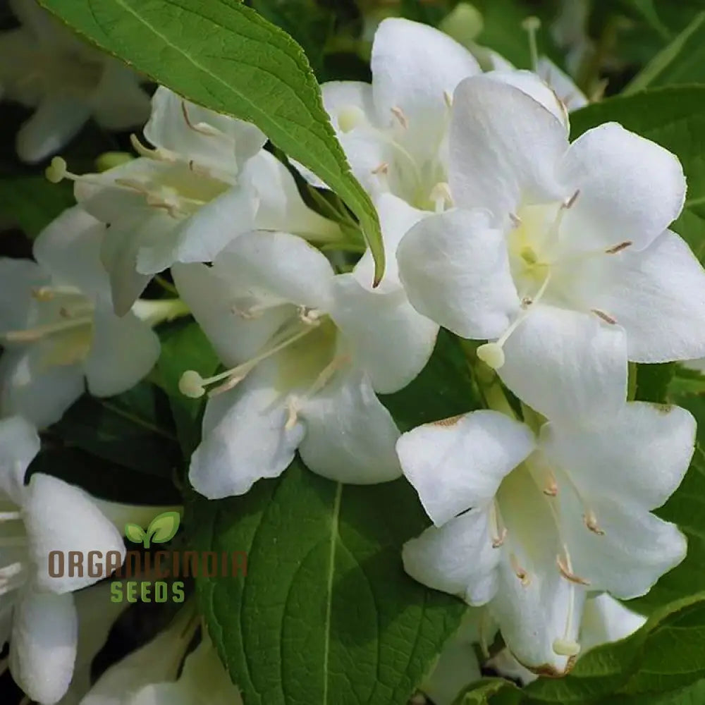 Weigela Florida ’Snowflake’ Seeds - Hardy Planting Instructions Included For Your Garden