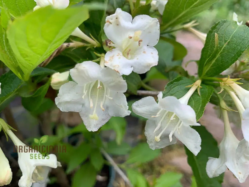 Weigela Florida â€™Snowflakeâ€™ Seeds - Hardy Planting Instructions Included For Your Garden