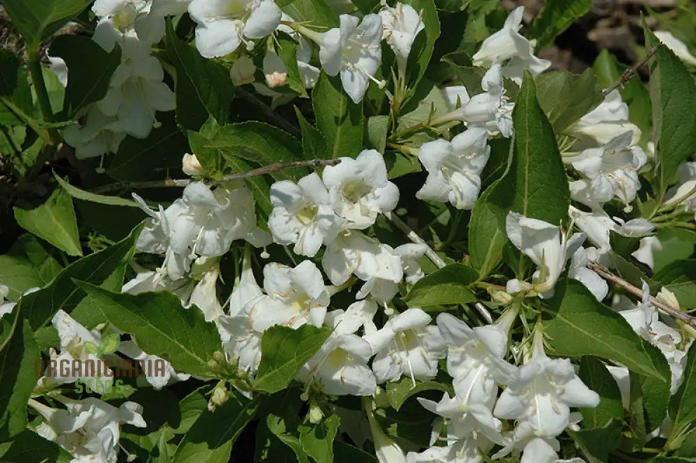 Weigela Florida â€™Snowflakeâ€™ Seeds - Hardy Planting Instructions Included For Your Garden