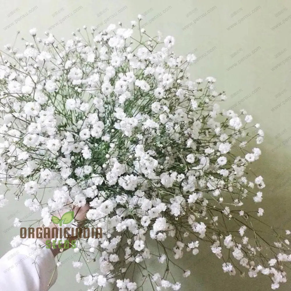 WeiÃŸer Gypsophila Samen - Sternenhimmel Topfpflanzen Seeds FÃ¼r Planting 100 Pcs Flower Seeds