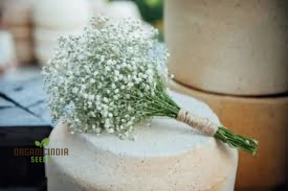 Weißer Gypsophila Samen - Sternenhimmel Topfpflanzen Seeds Für Planting 100 Pcs Flower Seeds