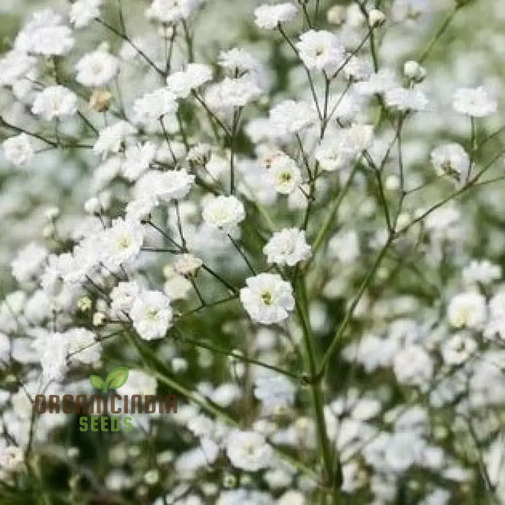 Weißer Gypsophila Samen - Sternenhimmel Topfpflanzen Seeds Für Planting 100 Pcs Flower Seeds