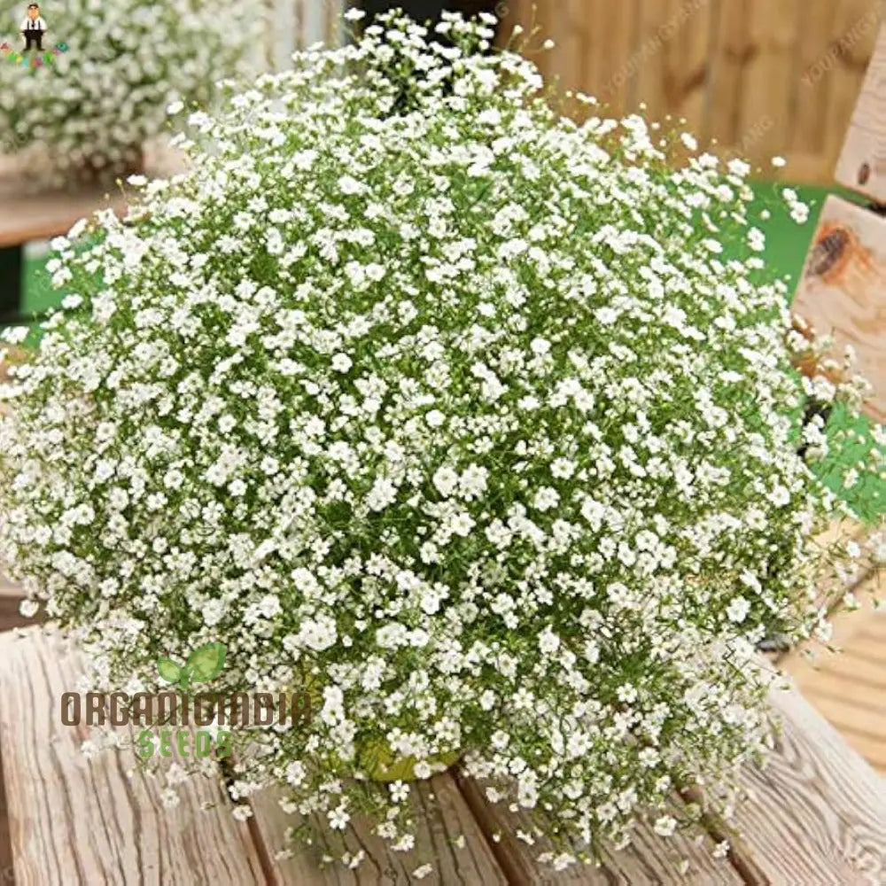 Weißer Gypsophila Samen - Sternenhimmel Topfpflanzen Seeds Für Planting 100 Pcs Flower Seeds