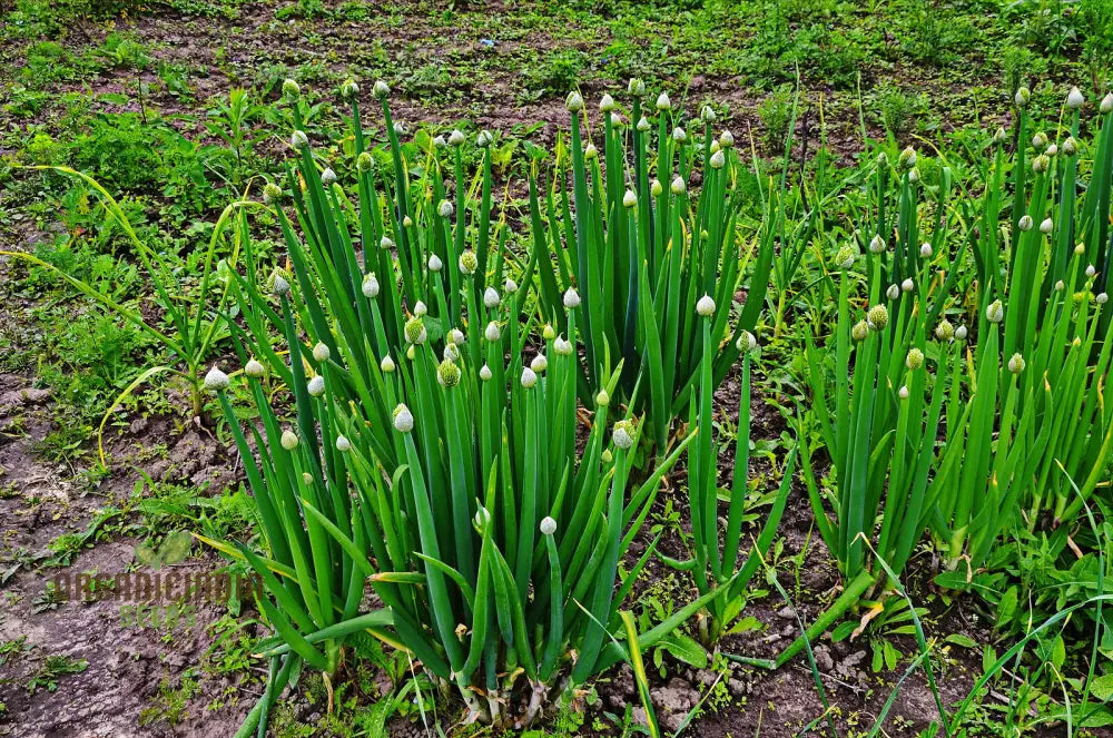 Welsh Onion Vegetable Seeds For Planting Premium Quality Home Gardeners