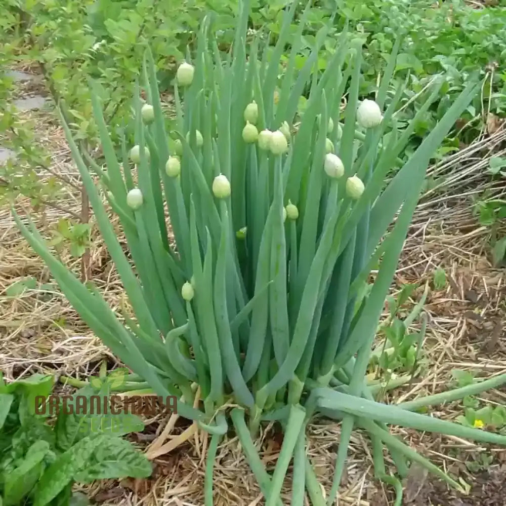 Welsh Onion Vegetable Seeds For Planting Premium Quality Home Gardeners