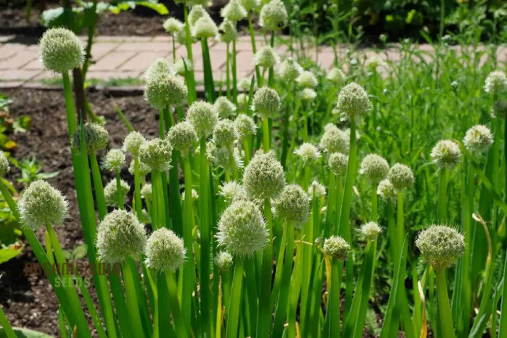 Welsh Onion Vegetable Seeds For Planting Premium Quality Home Gardeners