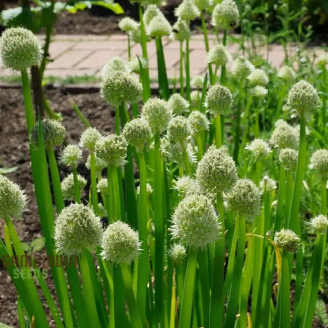 Welsh Onion Vegetable Seeds For Planting Premium Quality Home Gardeners