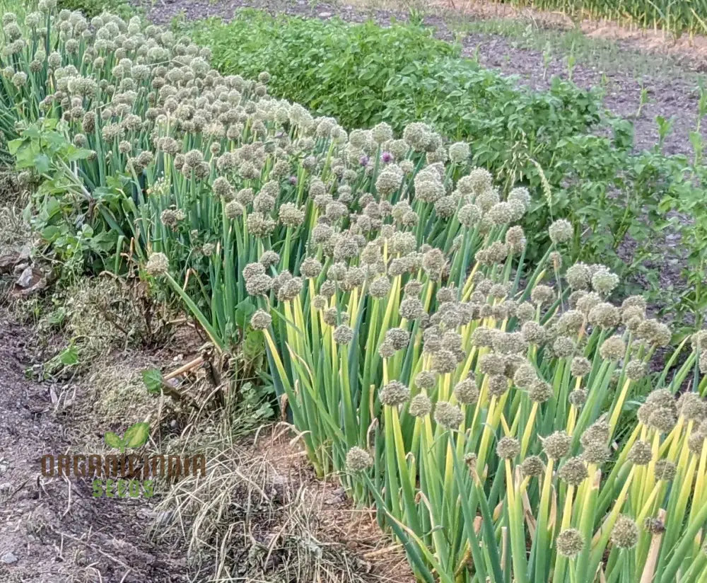 Welsh Onion Vegetable Seeds For Planting Premium Quality Home Gardeners