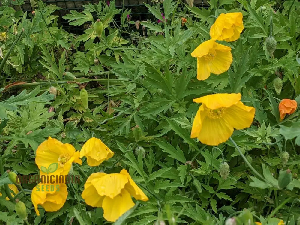 Welsh Poppy Flower Seeds For Planting: Premium Varieties For Your Flourishing Garden