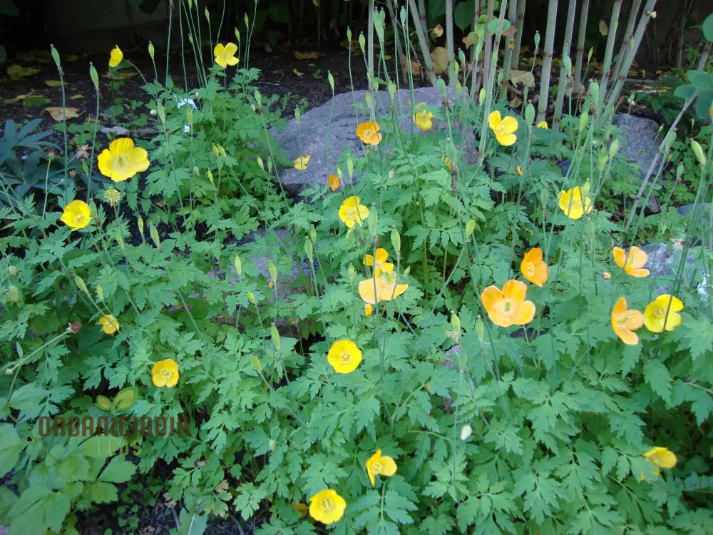 Welsh Poppy Flower Seeds For Planting: Premium Varieties For Your Flourishing Garden