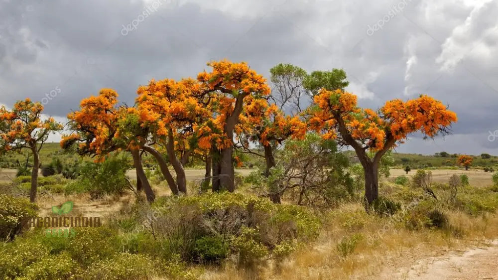 West Australian Christmas Tree Wildflower Seeds - Gardening Delight Native Easy To Grow