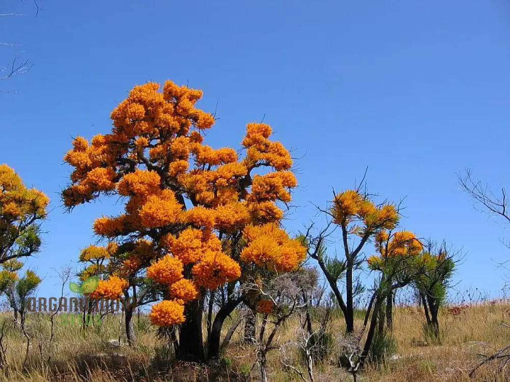 West Australian Christmas Tree Wildflower Seeds - Gardening Delight Native Easy To Grow