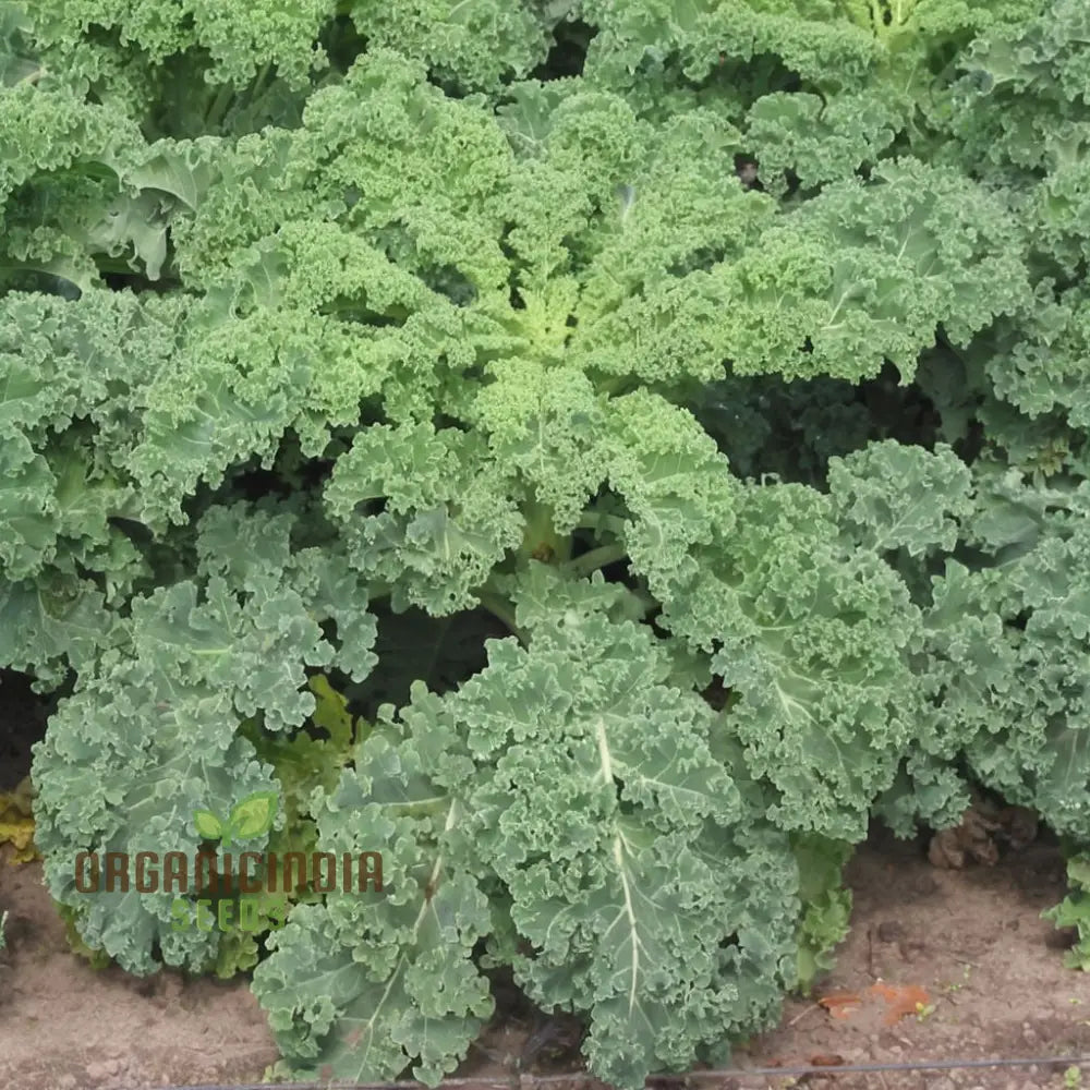 Westlandse Kale Vegetable Seeds Heirloom Nutritious And Hardy Greens For Your Garden