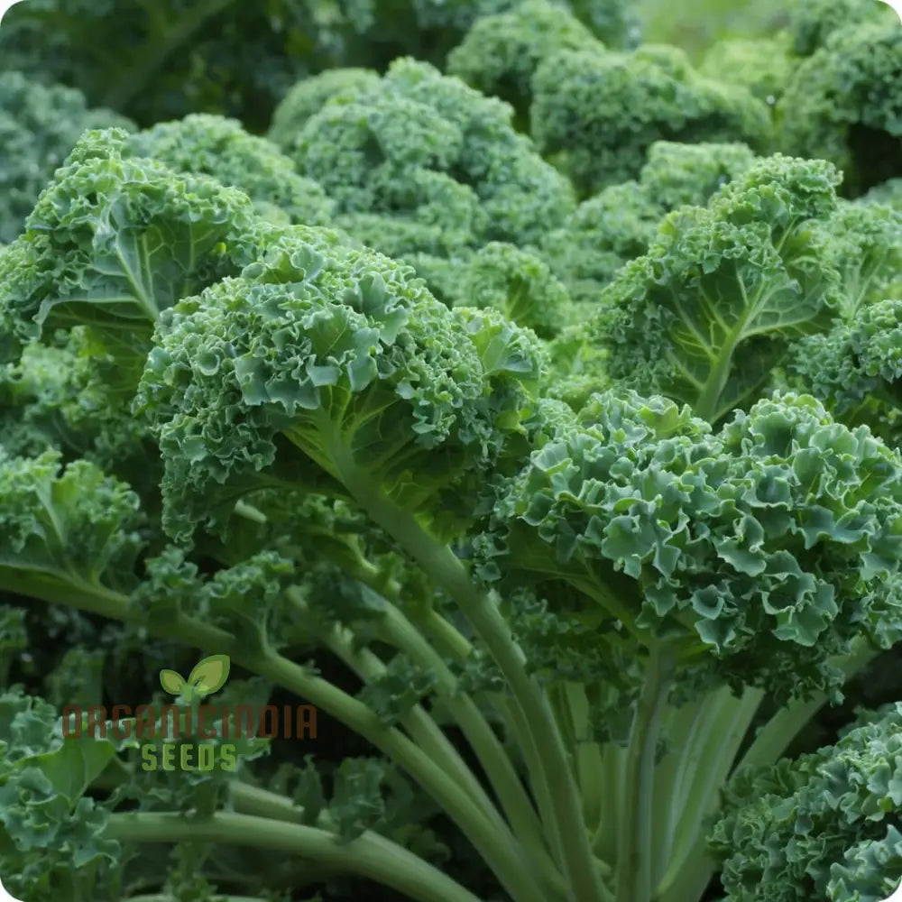 Westlandse Kale Vegetable Seeds Heirloom Nutritious And Hardy Greens For Your Garden