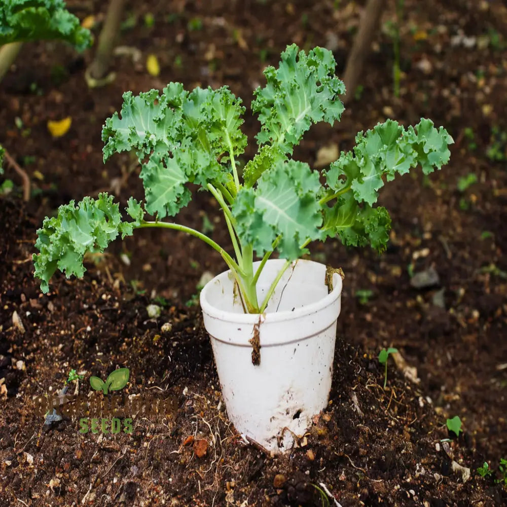 Westlandse Kale Vegetable Seeds Heirloom Nutritious And Hardy Greens For Your Garden