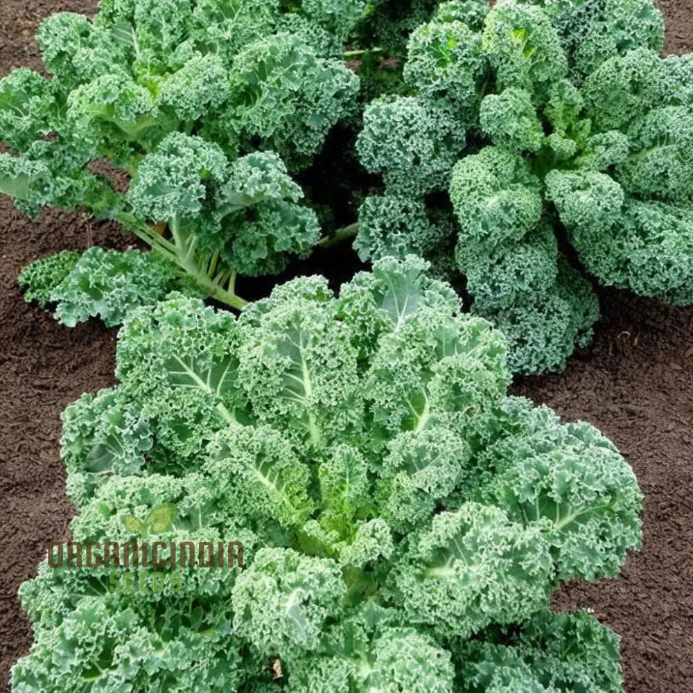 Westlandse Kale Vegetable Seeds Heirloom Nutritious And Hardy Greens For Your Garden