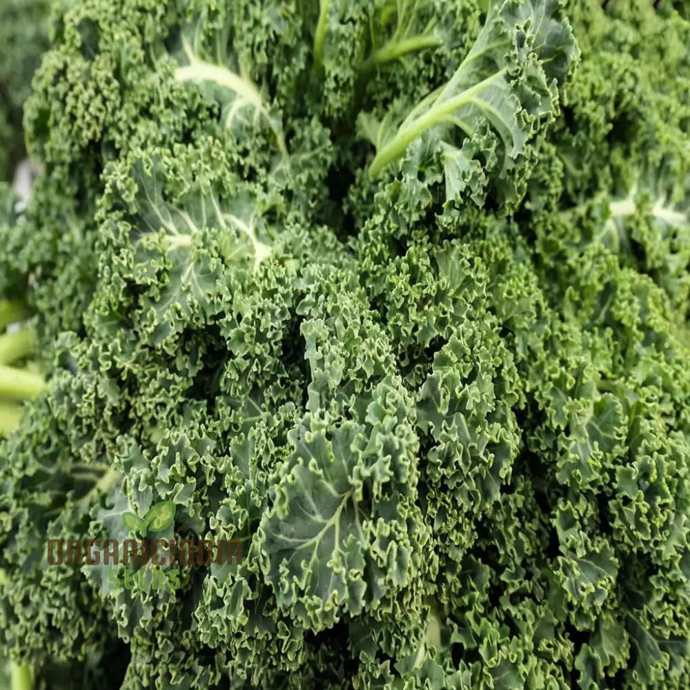 Westlandse Kale Vegetable Seeds Heirloom Nutritious And Hardy Greens For Your Garden