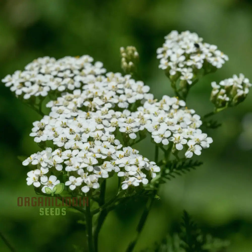 White Achillea Millefolium Flower Seeds Gardening With An In-Depth Guide To Planting And Growing