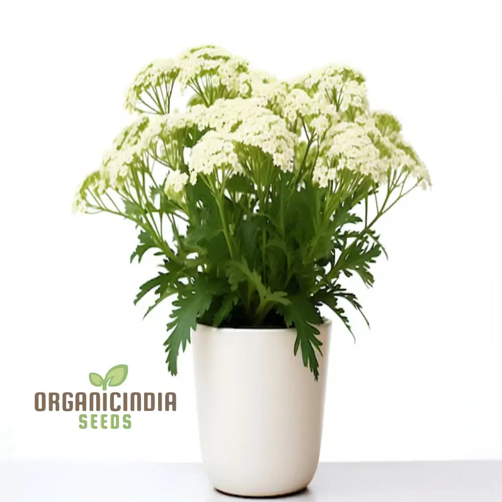 White Achillea Millefolium Flower Seeds Gardening With An In-Depth Guide To Planting And Growing