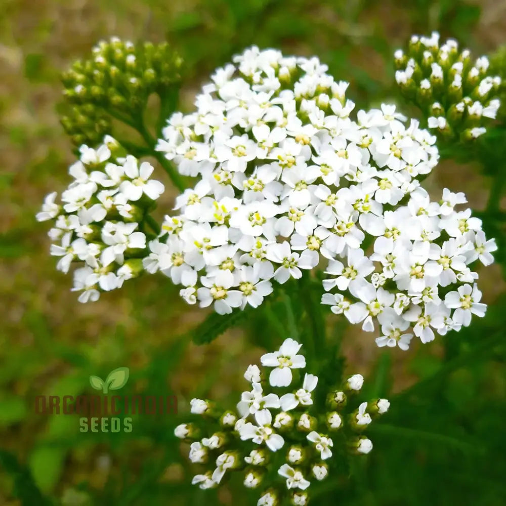 White Achillea Millefolium Flower Seeds Gardening With An In-Depth Guide To Planting And Growing