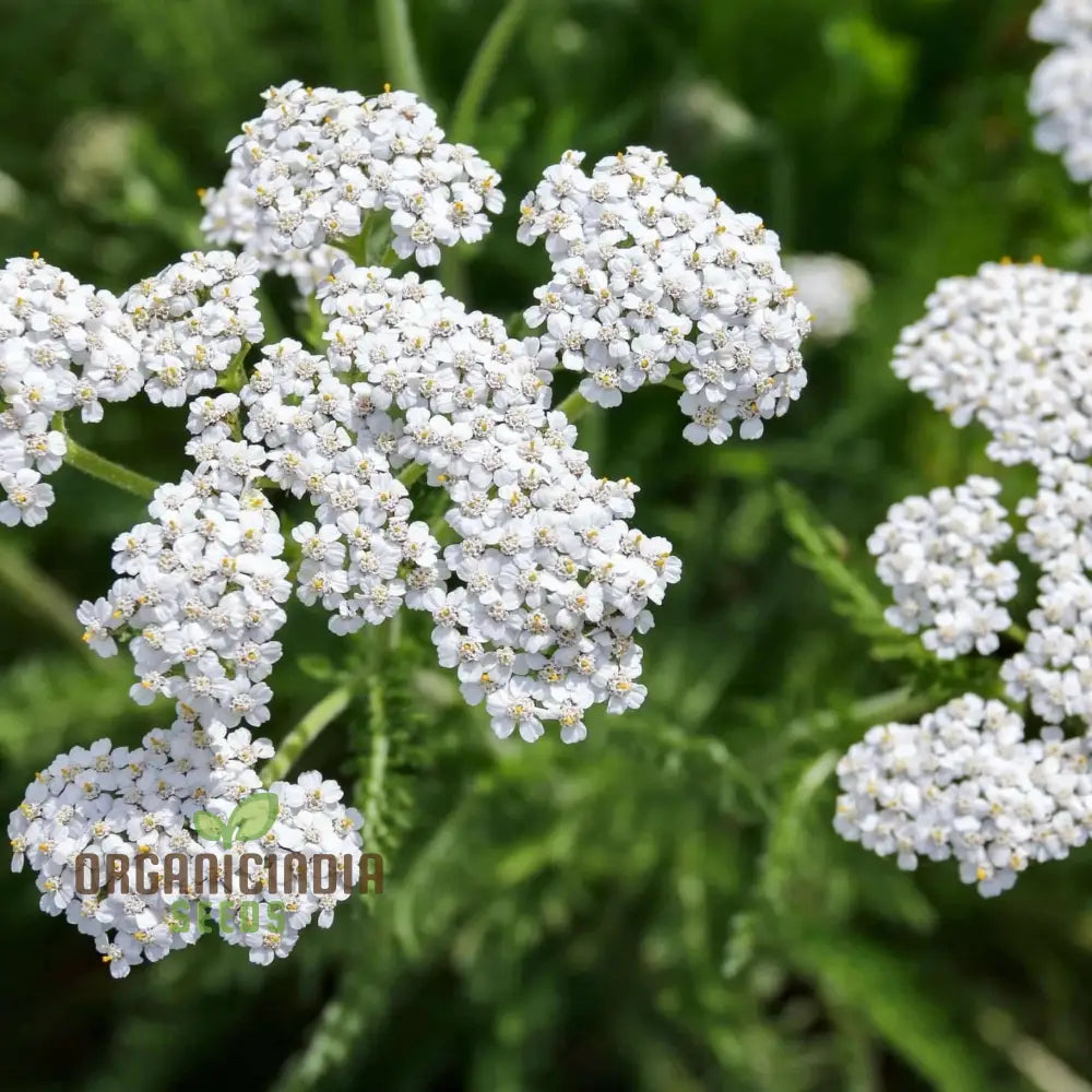 White Achillea Millefolium Flower Seeds Gardening With An In-Depth Guide To Planting And Growing