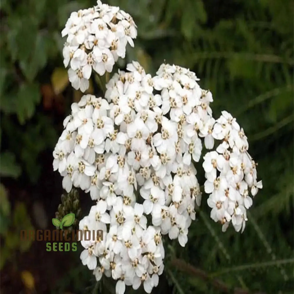 White Achillea Millefolium Flower Seeds Gardening With An In-Depth Guide To Planting And Growing