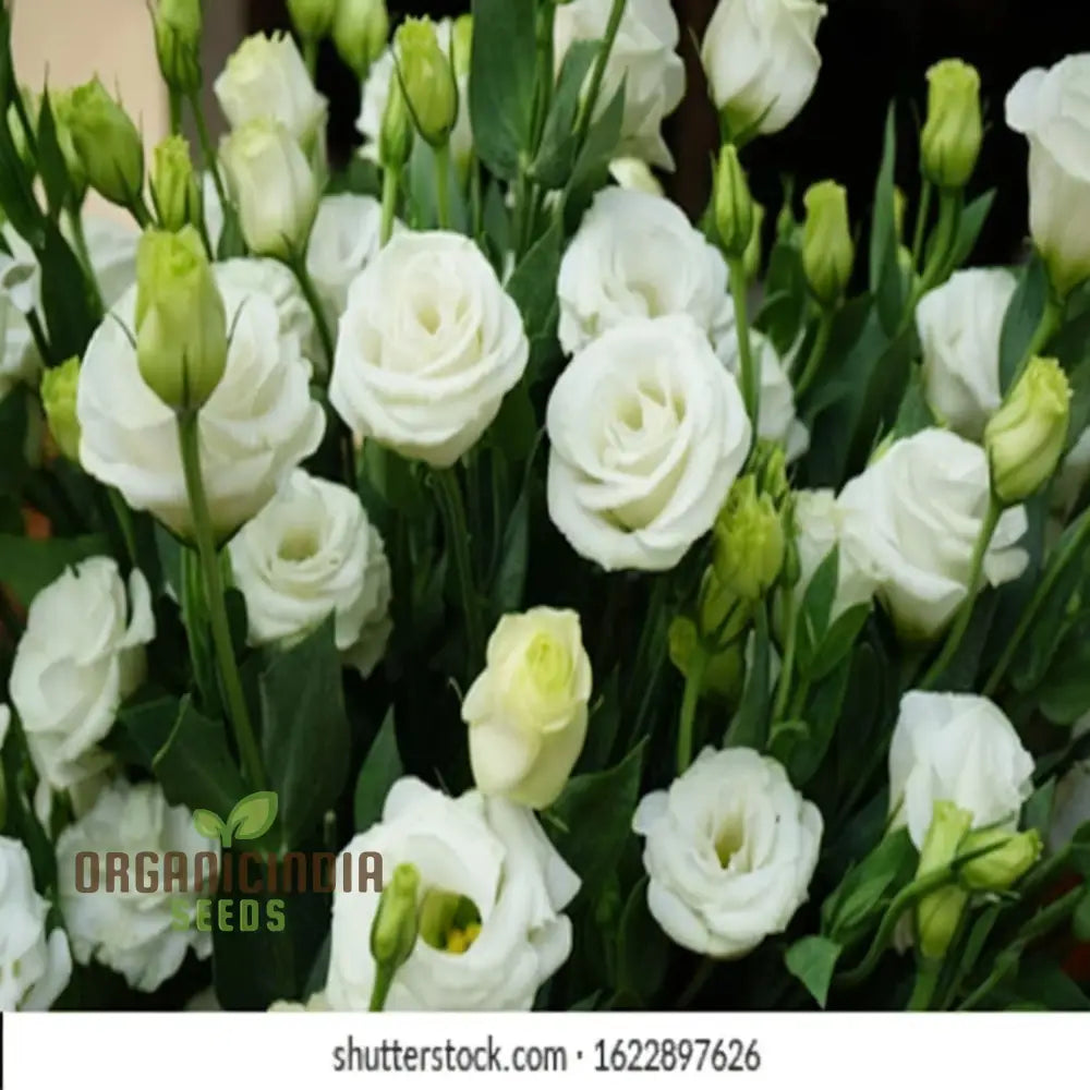 White And Pink Eustoma (Lisianthus) Flower Seeds – Elevate Your Gardening With Beautiful Delicate