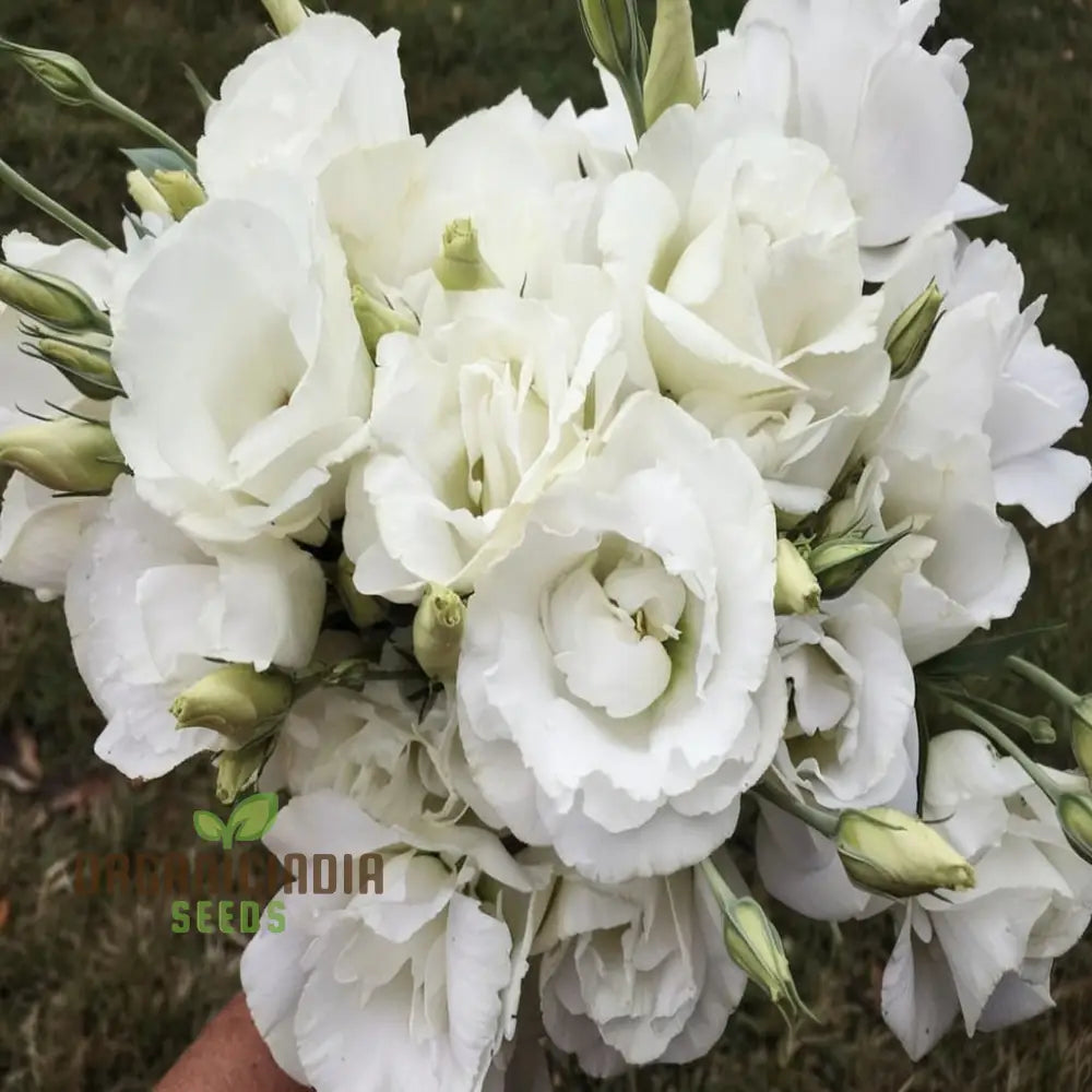 White And Pink Eustoma (Lisianthus) Flower Seeds – Elevate Your Gardening With Beautiful Delicate