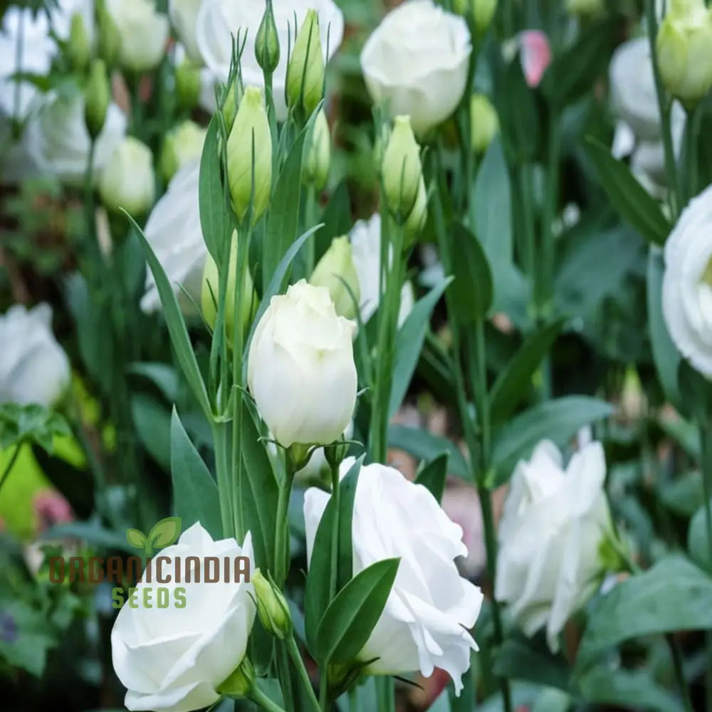 White And Pink Eustoma (Lisianthus) Flower Seeds – Elevate Your Gardening With Beautiful Delicate