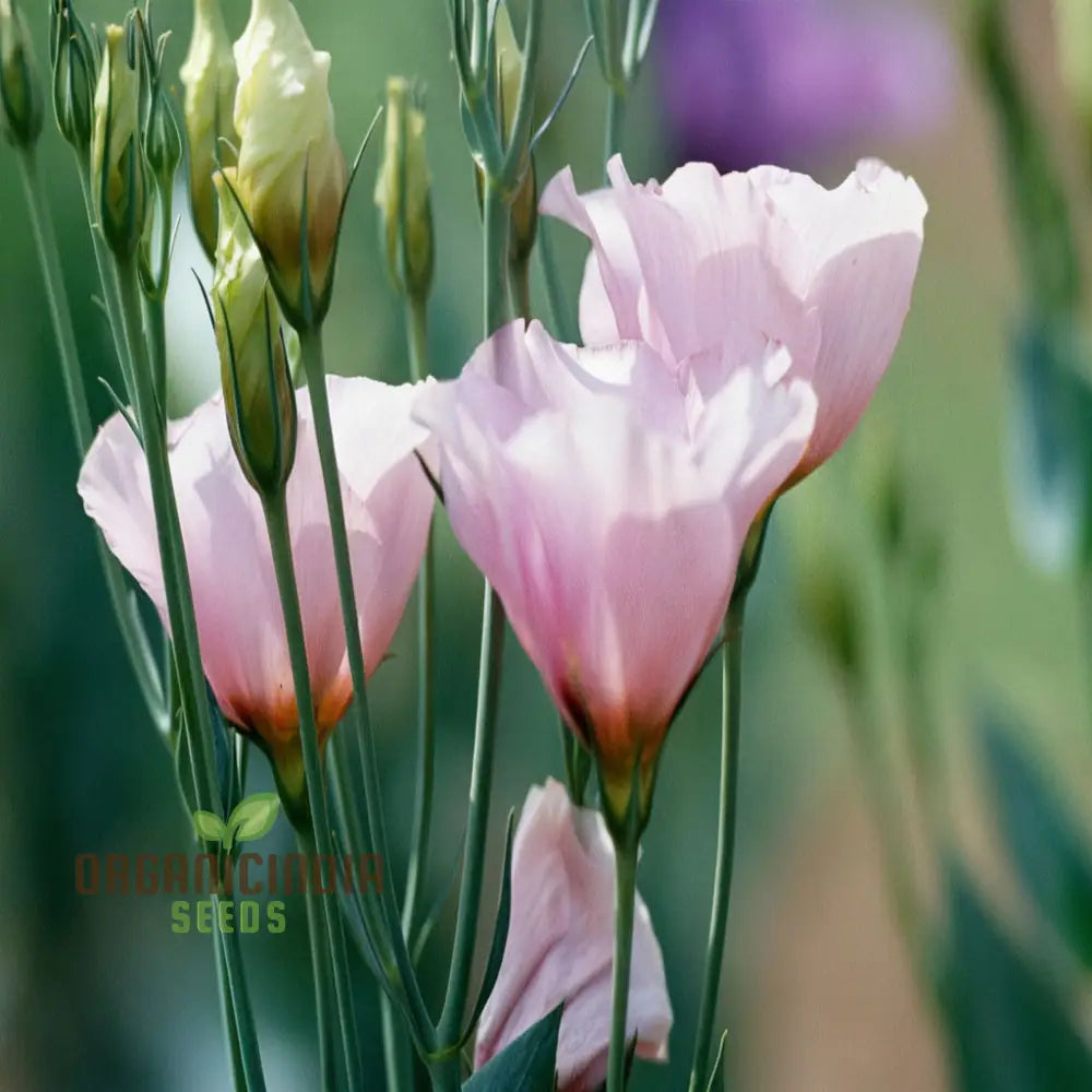 White And Pink Eustoma (Lisianthus) Flower Seeds – Elevate Your Gardening With Beautiful Delicate