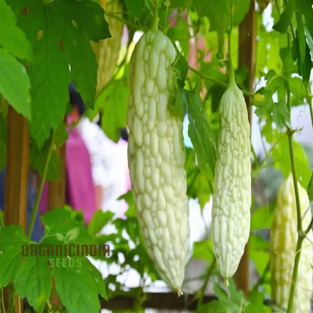 White Bitter Gourd Vegetable Seeds For Planting - High Yield Melon 100 Pcs