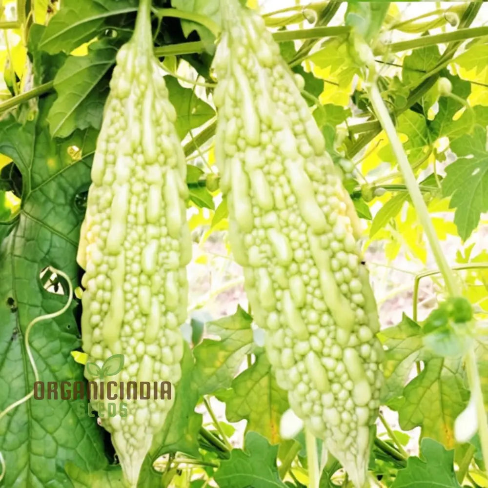 White Bitter Gourd Vegetable Seeds For Planting - High Yield Melon 1000 Pcs