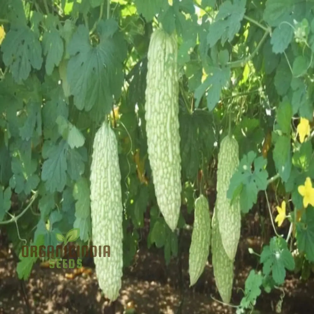 White Bitter Gourd Vegetable Seeds For Planting - High Yield Melon