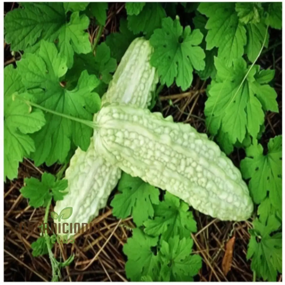 White Bitter Gourd Vegetable Seeds For Planting - High Yield Melon 500 Pcs