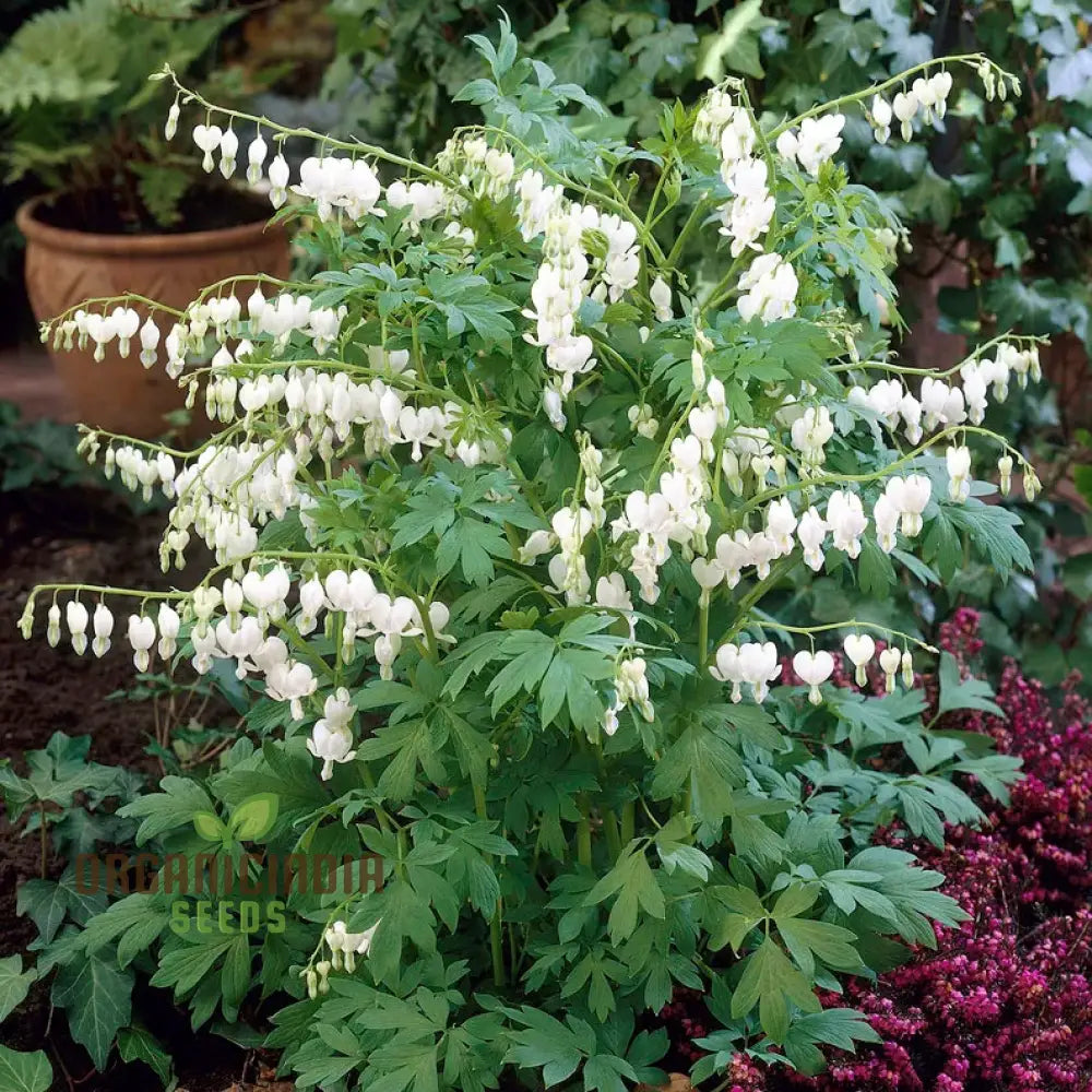 White Bleeding Heart Flower Seeds For Planting Premium Gardening Beautiful Blooms Seeds