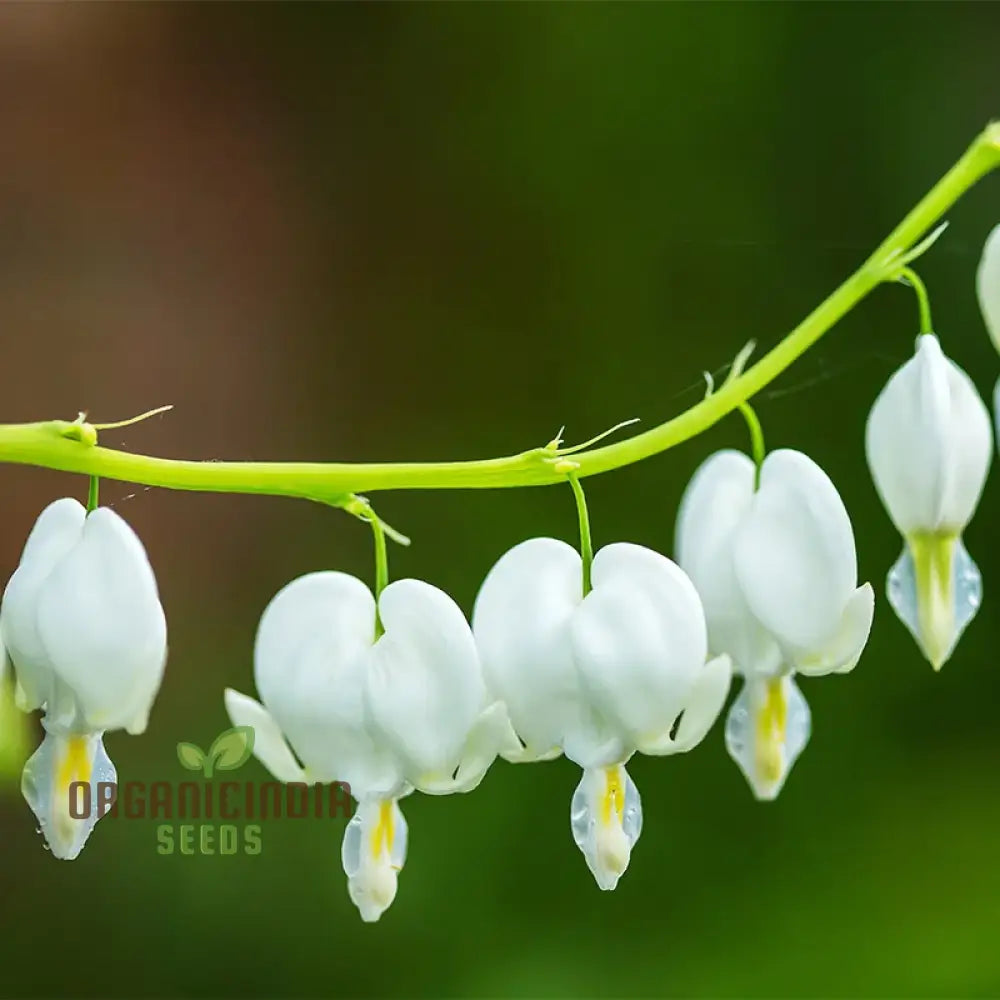 White Bleeding Heart Flower Seeds For Planting Premium Gardening Beautiful Blooms Seeds