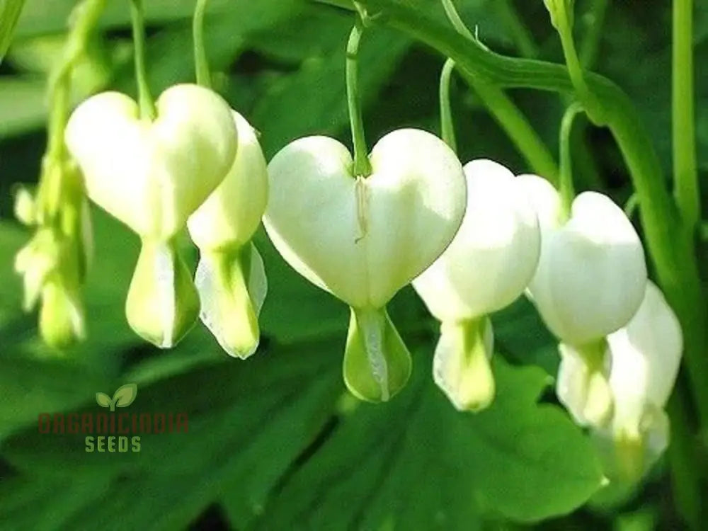 White Bleeding Heart Flower Seeds For Planting Premium Gardening Beautiful Blooms Seeds