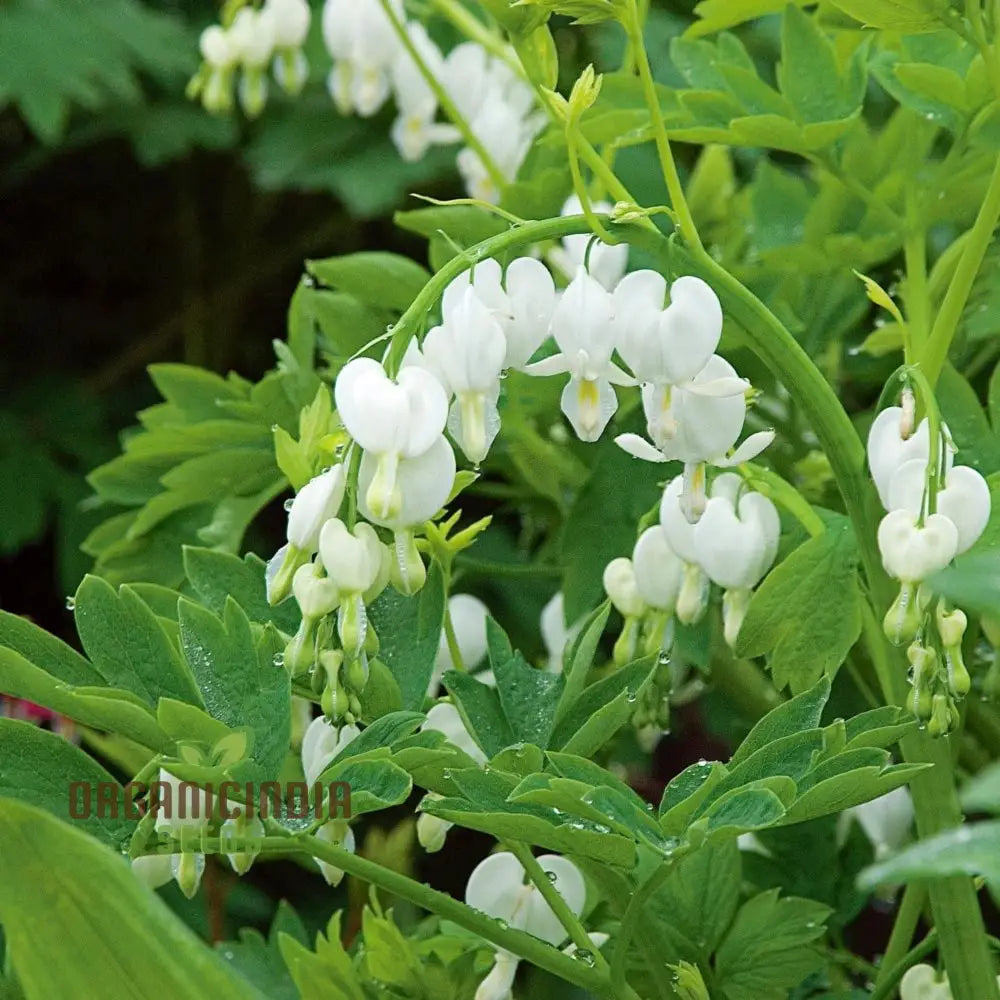 White Bleeding Heart Flower Seeds For Planting Premium Gardening Beautiful Blooms Seeds