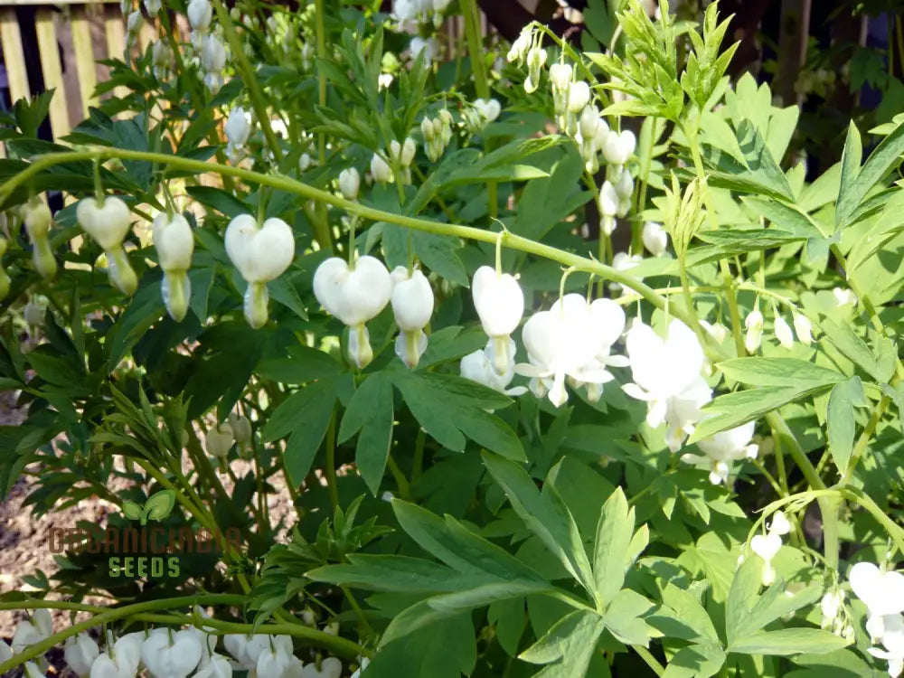 White Bleeding Heart Flower Seeds For Planting Premium Gardening Beautiful Blooms Seeds