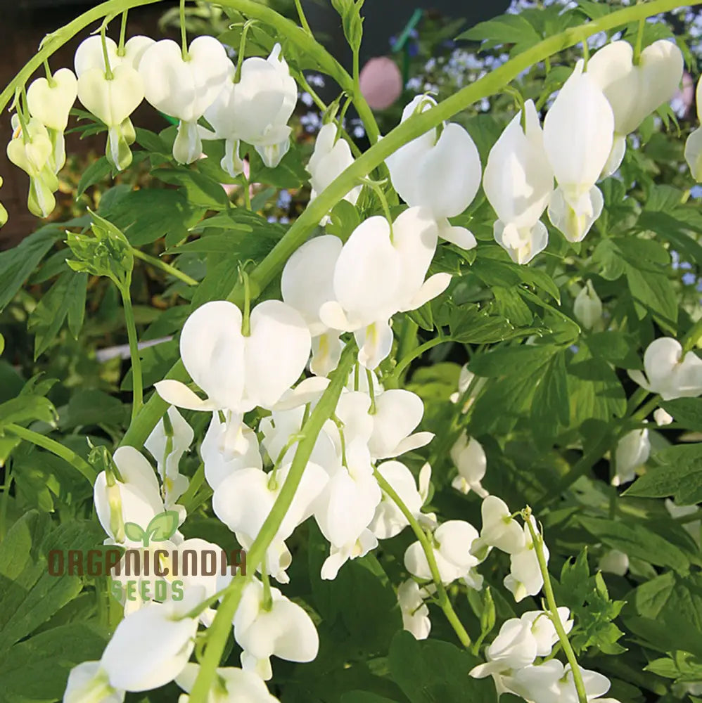 White Bleeding Heart Flower Seeds For Planting Premium Gardening Beautiful Blooms Seeds