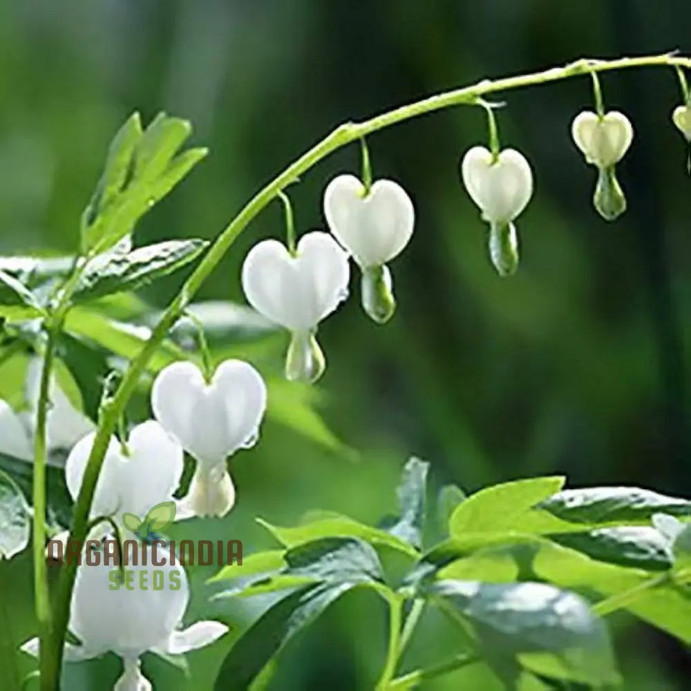 White Bleeding Heart Flower Seeds For Planting Premium Gardening Beautiful Blooms Seeds