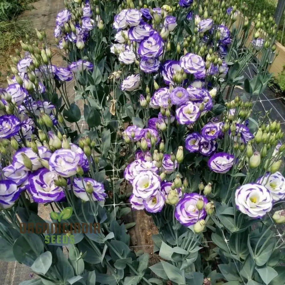 White & Blue Lisianthus Flower Seeds For Planting Premium Quality Beautiful Blossoms Seeds