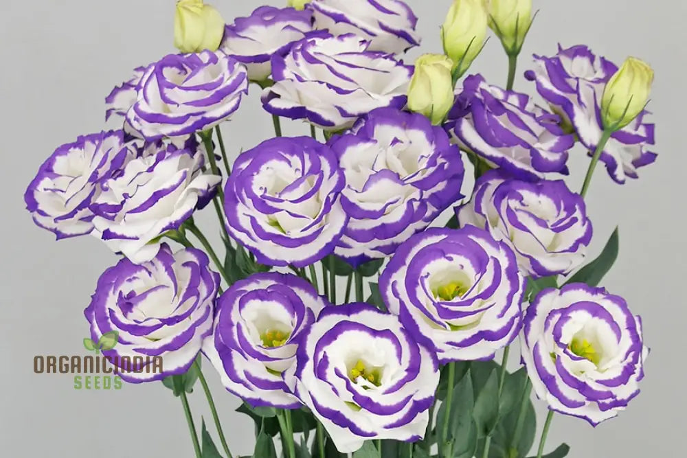 White & Blue Lisianthus Flower Seeds For Planting Premium Quality Beautiful Blossoms Seeds