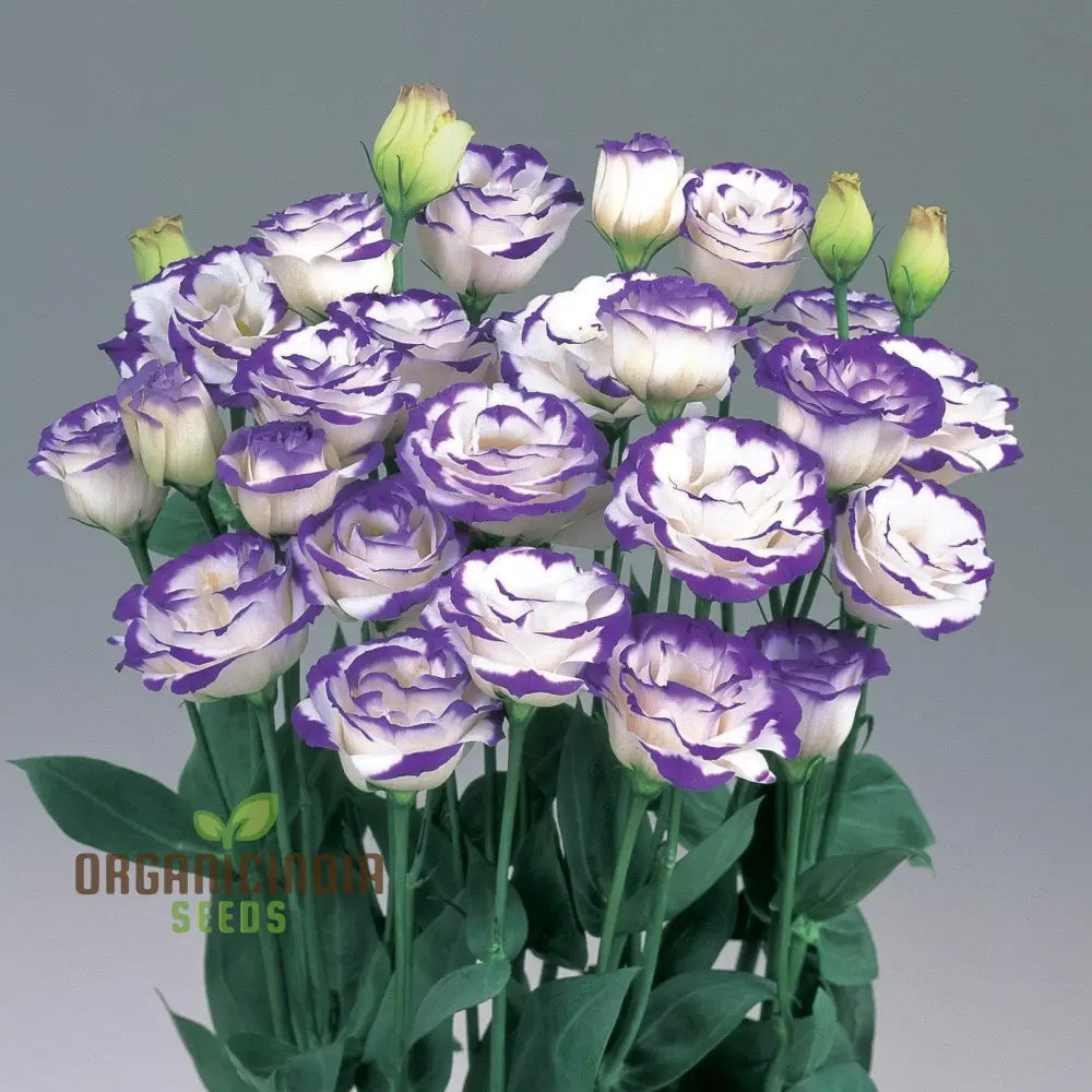 White & Blue Lisianthus Flower Seeds For Planting Premium Quality Beautiful Blossoms Seeds