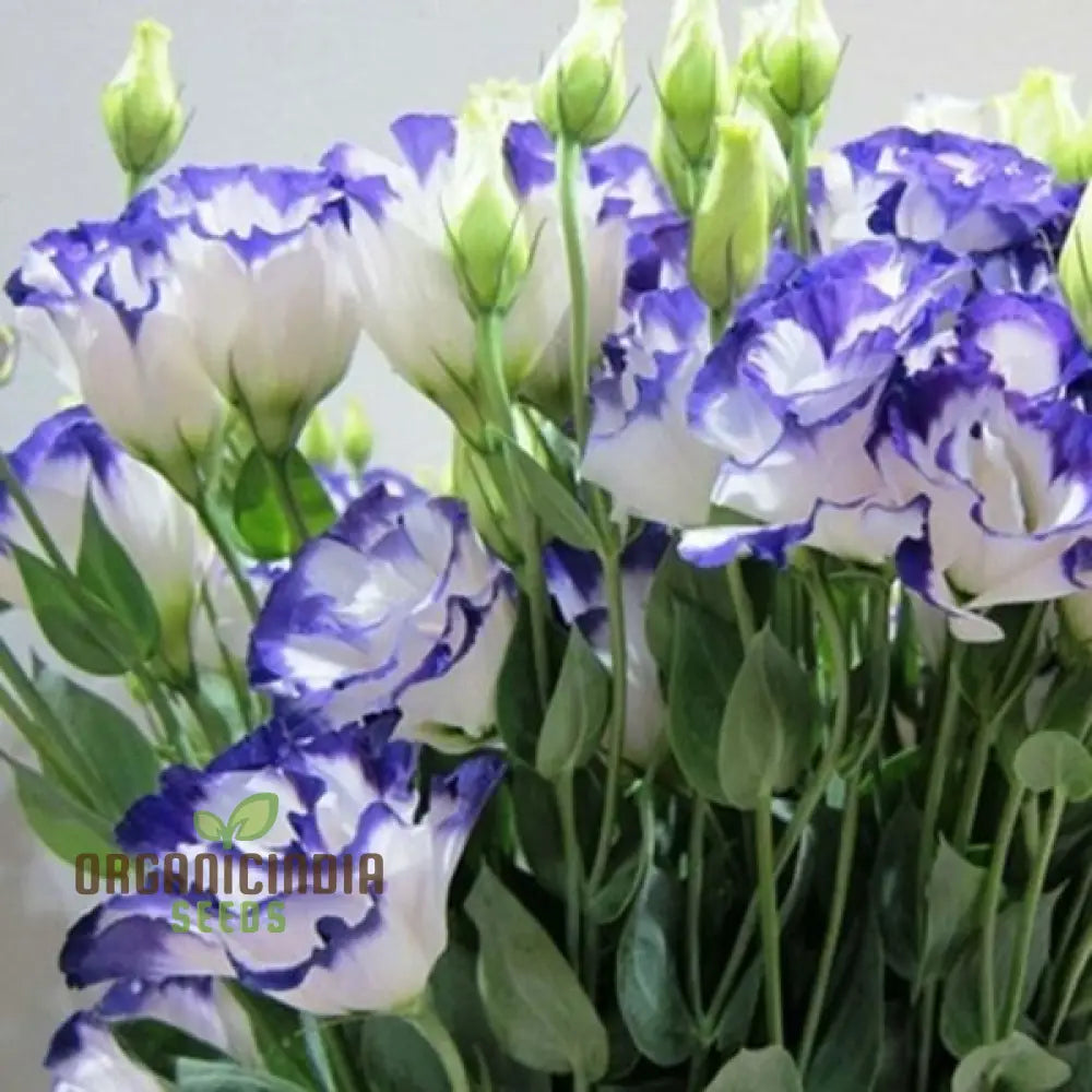 White & Blue Lisianthus Flower Seeds For Planting Premium Quality Beautiful Blossoms Seeds