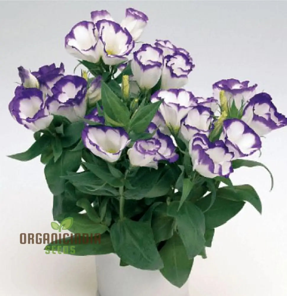 White & Blue Lisianthus Flower Seeds For Planting Premium Quality Beautiful Blossoms Seeds