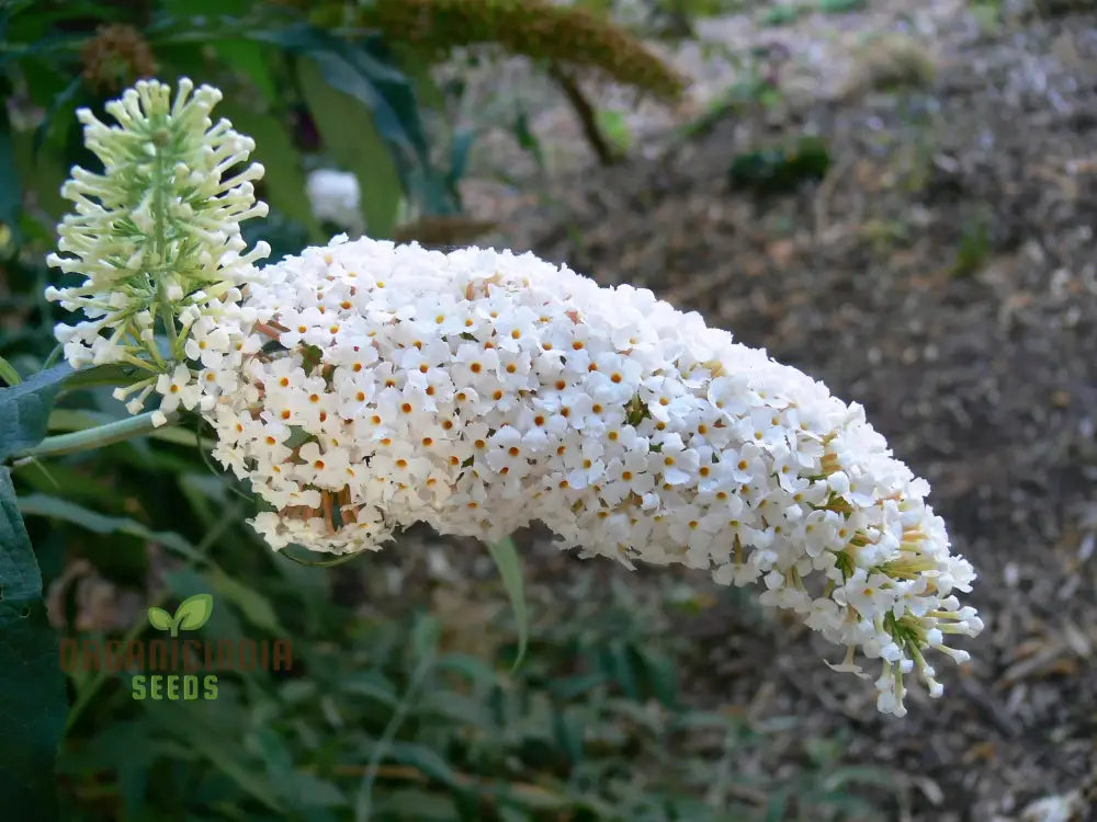 White Butterfly Bush Buddleia Davidii Flower Seeds For Planting High-Quality Beautiful Blooms Seeds