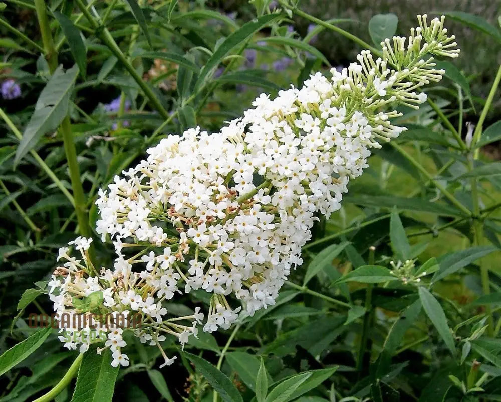 White Butterfly Bush Buddleia Davidii Flower Seeds For Planting High-Quality Beautiful Blooms Seeds